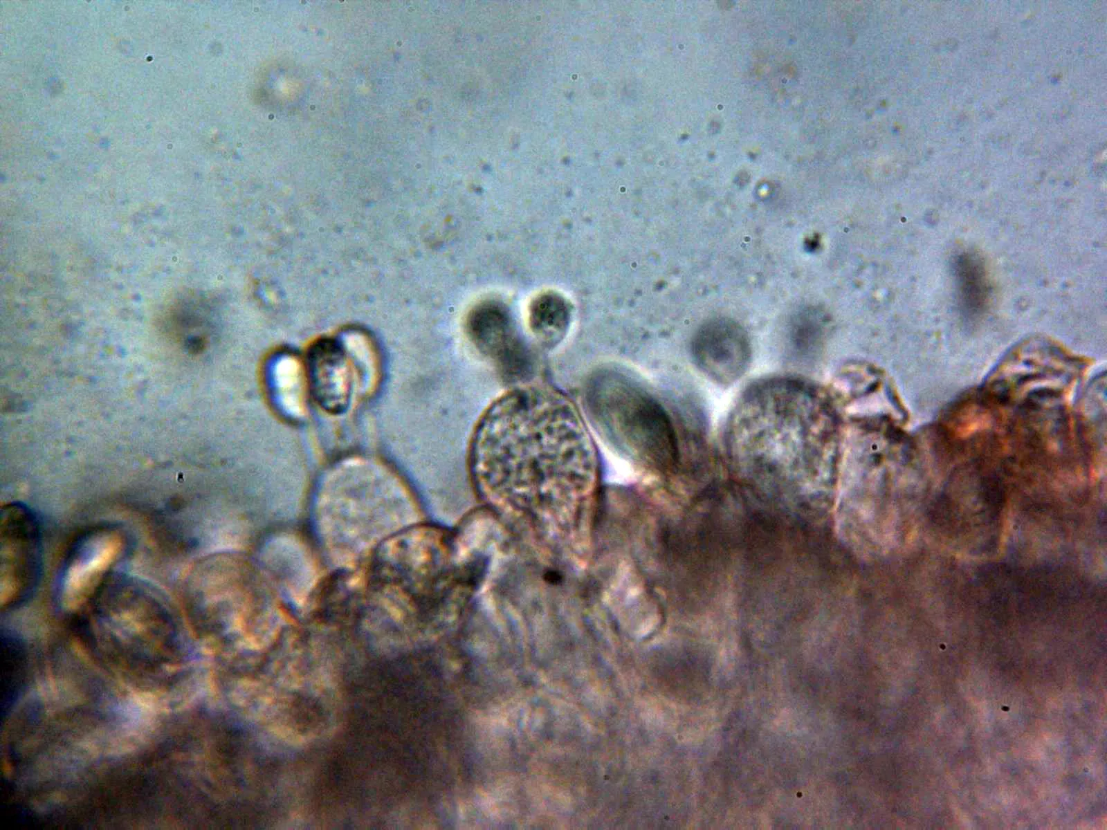 Microscopía de Lepiota subgracilis - 10 - Basidios tetrasporicos arista